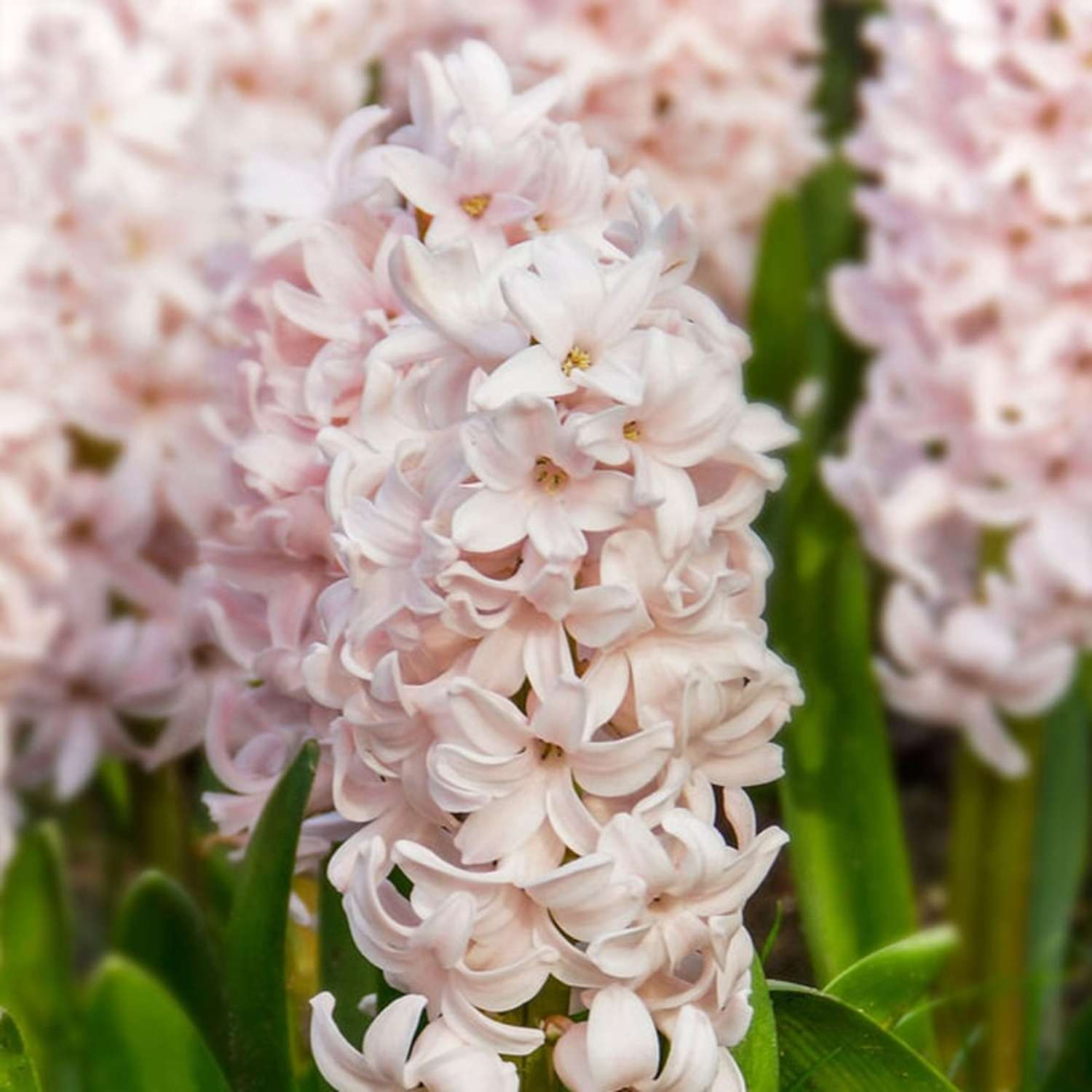 Jacinthe 'China Pink'